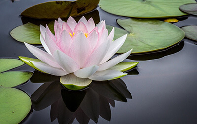 A water lily and lily pads on the water.