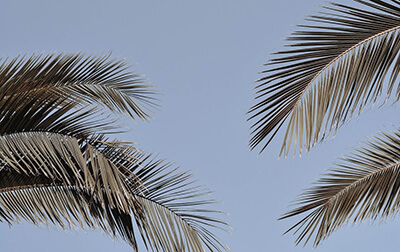 Palm tree leaves and the blue sky.